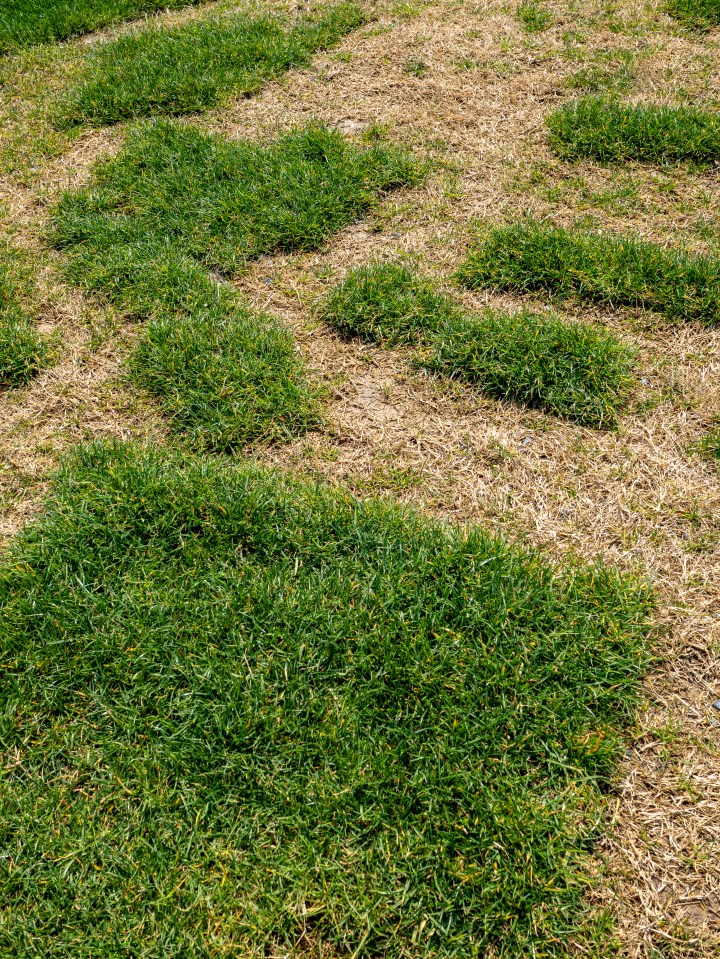 Patchy lawn with areas of green and brown grass.