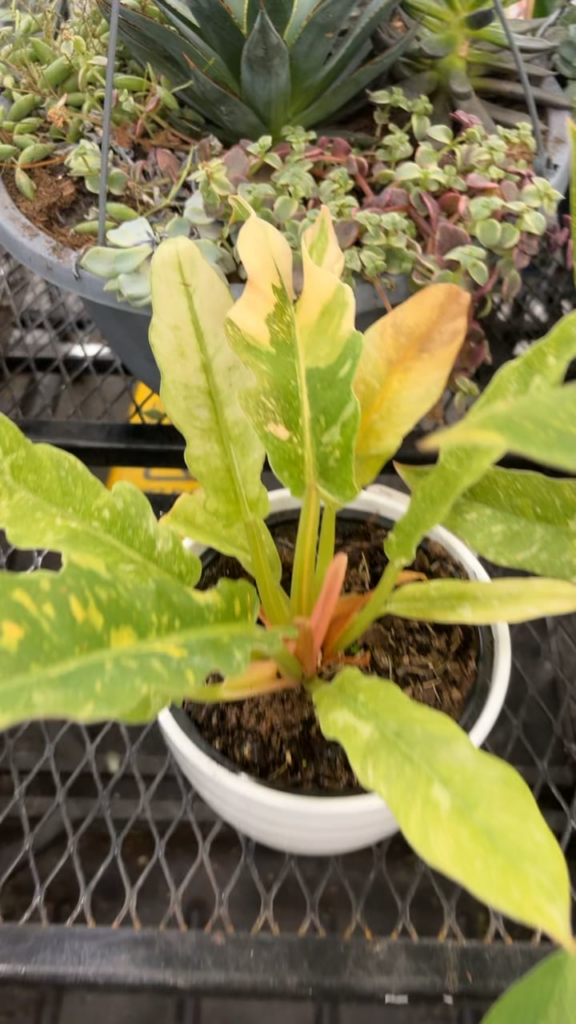 Was so sad I couldn’t afford this today