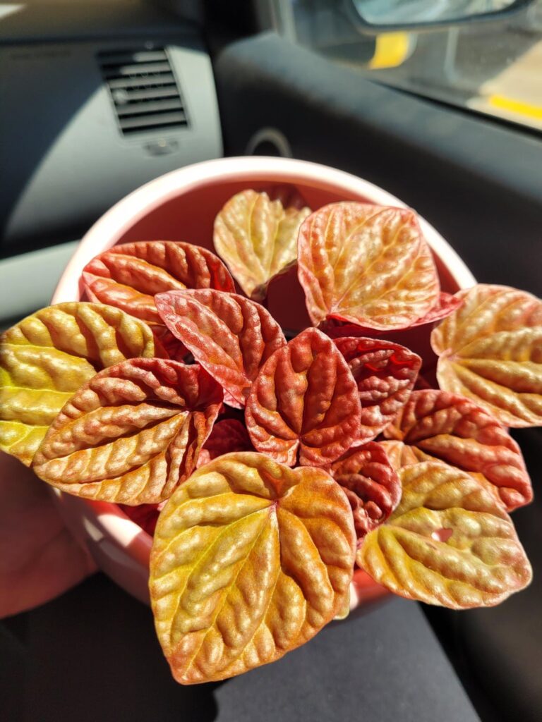 My boyfriend got me this gorgeous Peperomia Quito. Stunner!