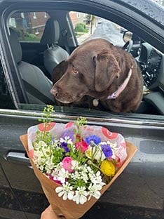 cocoa brown dog blooms flower farm