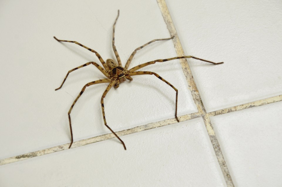 Huntsman spider on a tiled floor.