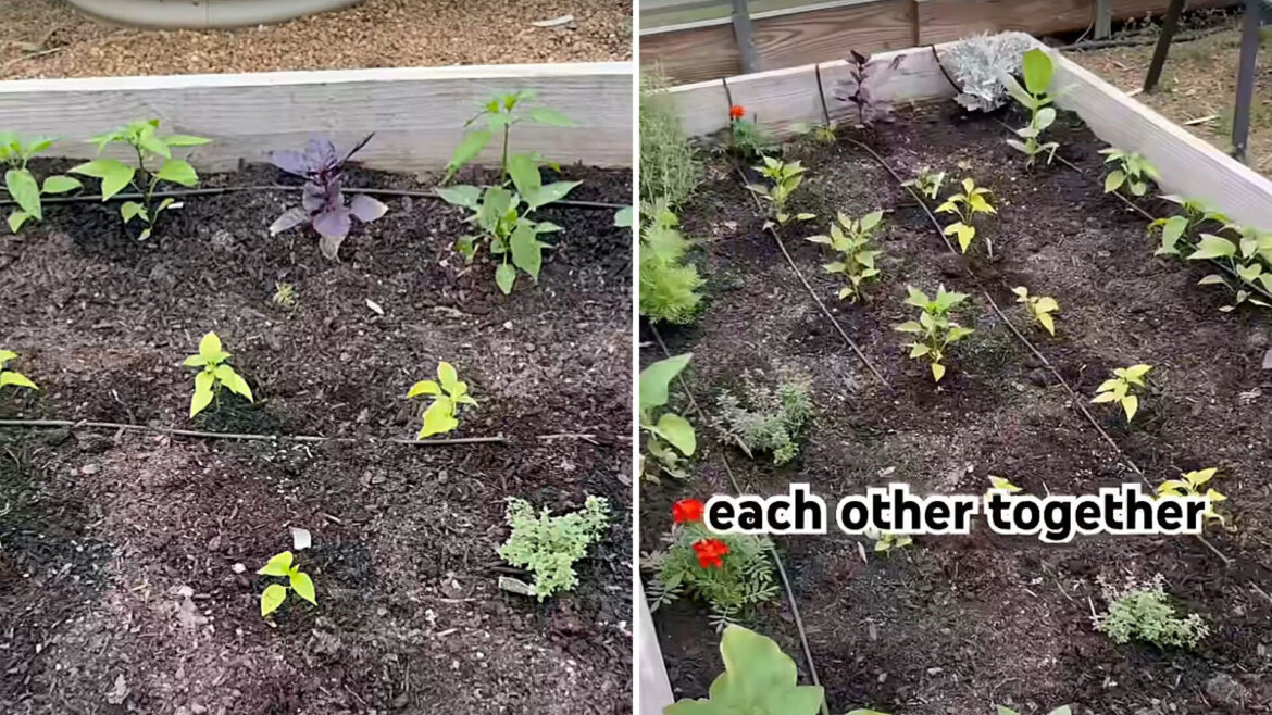 Expert gardener reveals simple 3-step strategy for lush backyard harvests: ‘How pretty’ It creates a healthier, more balanced garden ecosystem.