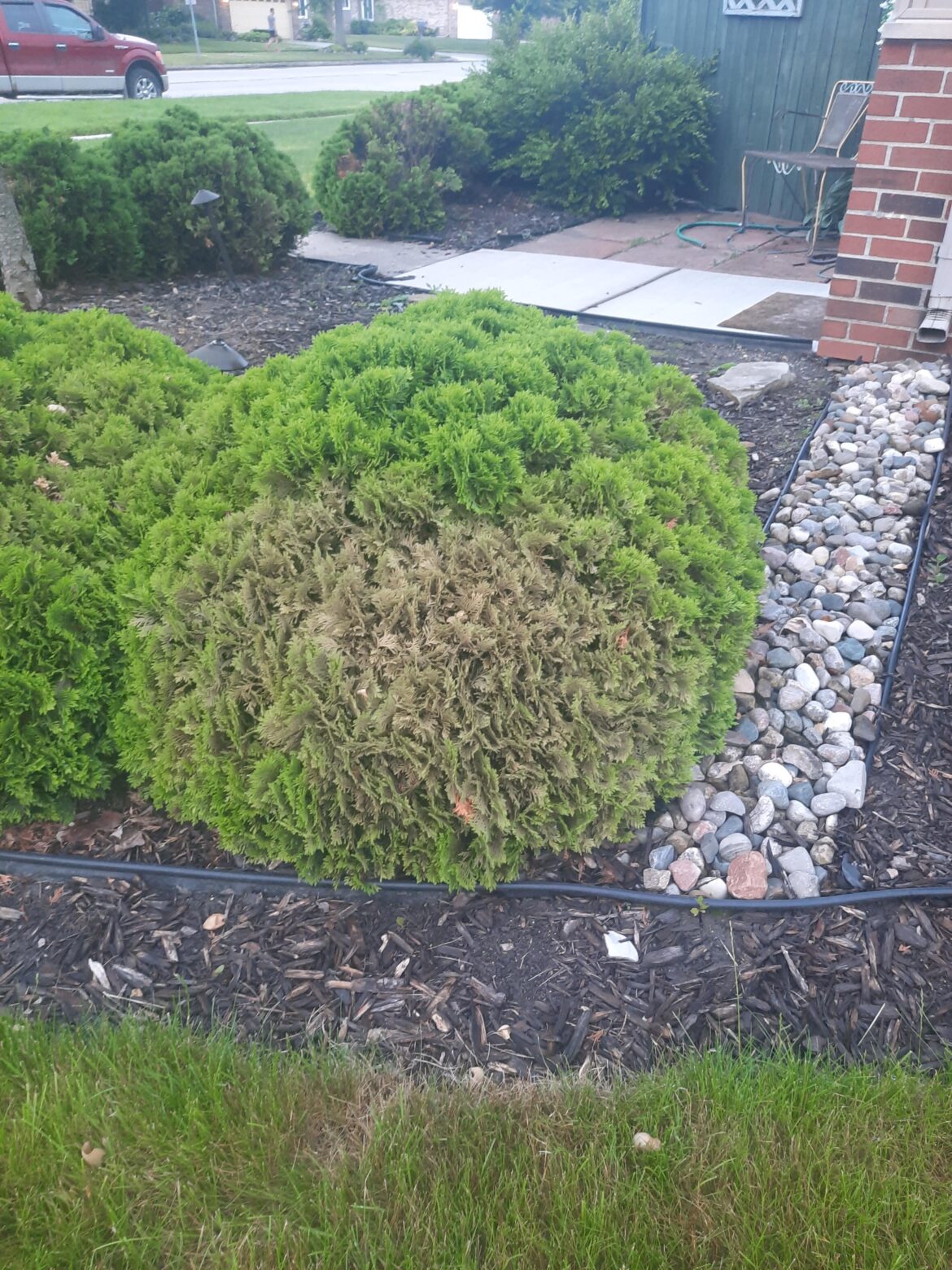 Established Danica Arborvitaes changing color at bottom. Anyone have any advice