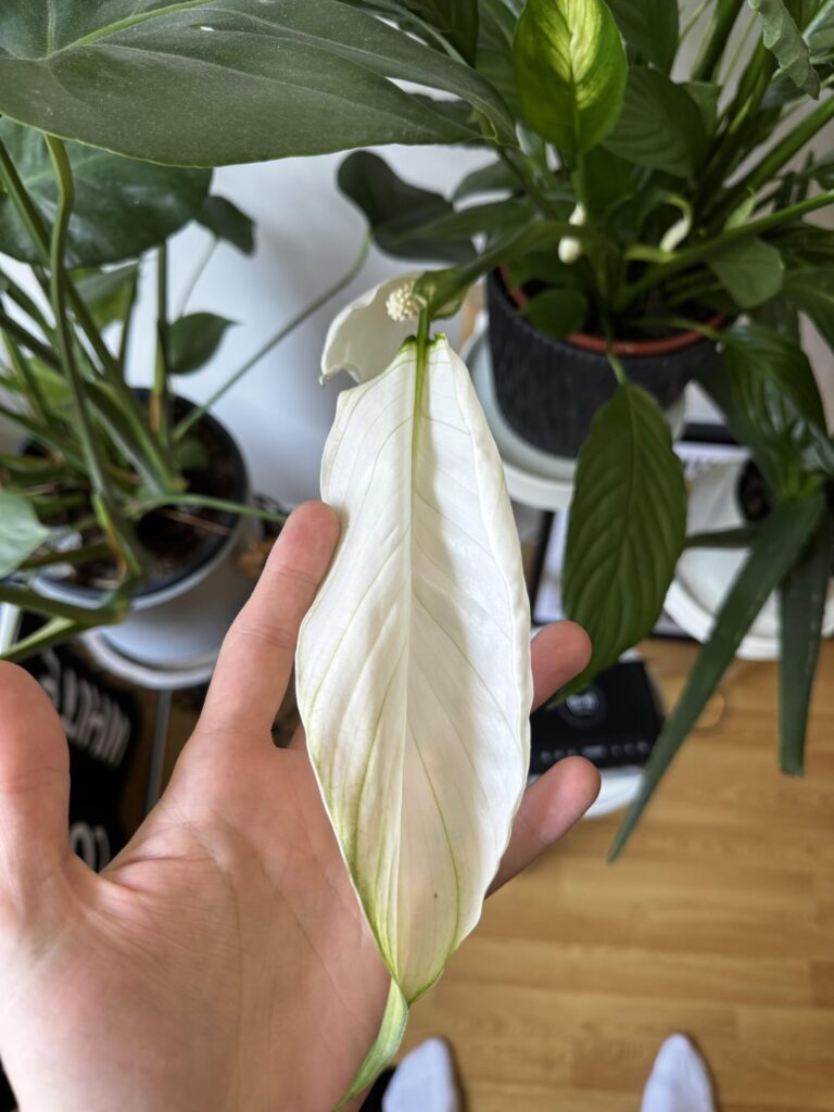 So my peace lily just pushed an all white leaf