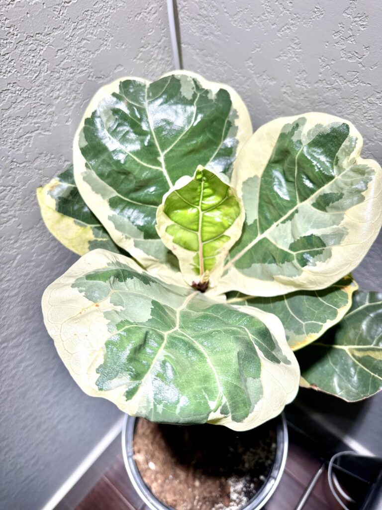 New growth never gets old
