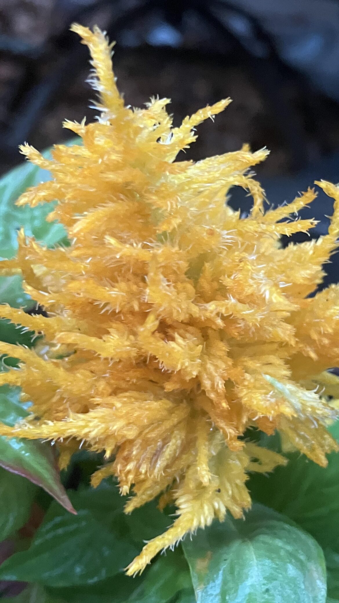 My cockscomb flowers