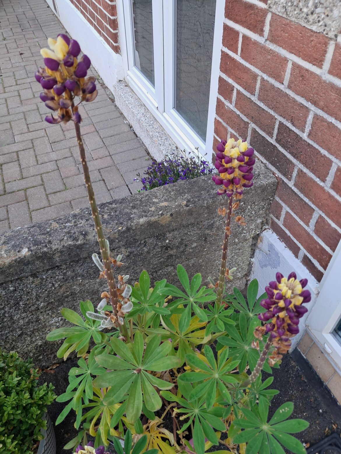 What's up with my Lupins?