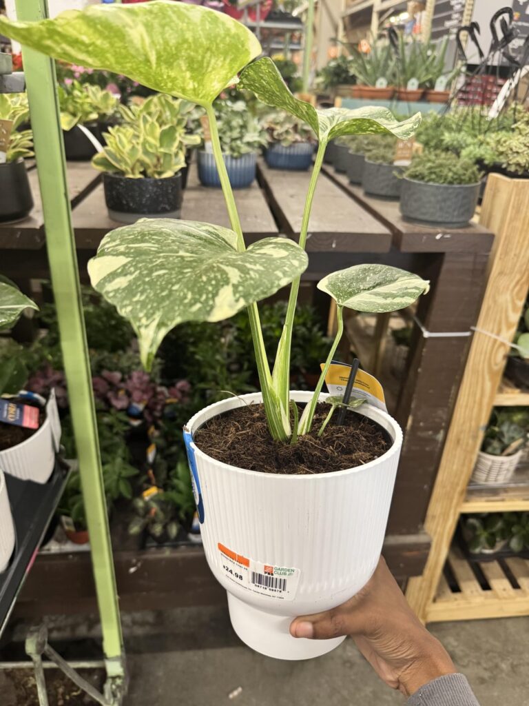 Home Depot has Thai cons for $25. I spent $80 for mine last summer 😩