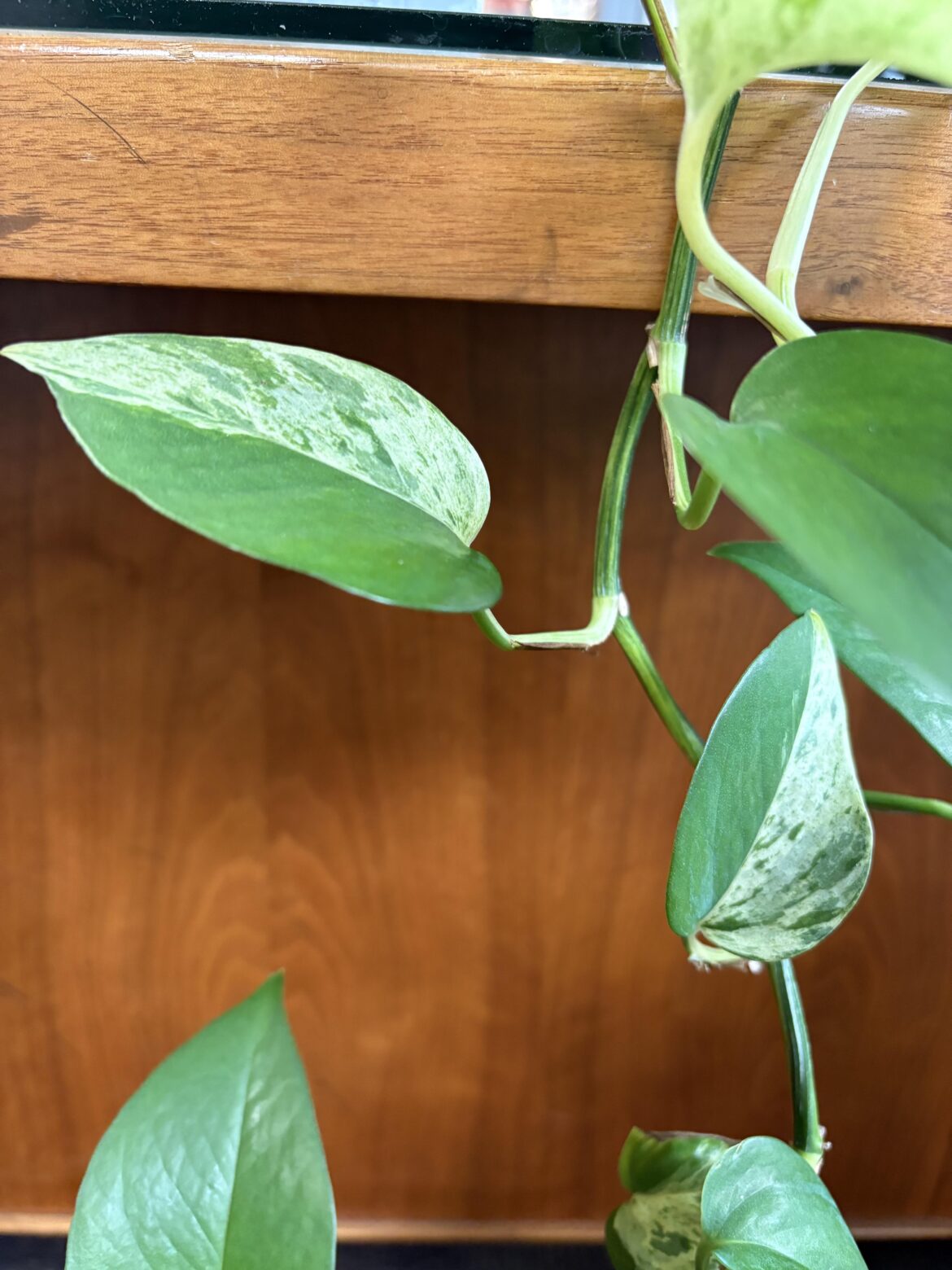 I love these nearly perfectly split leaves!