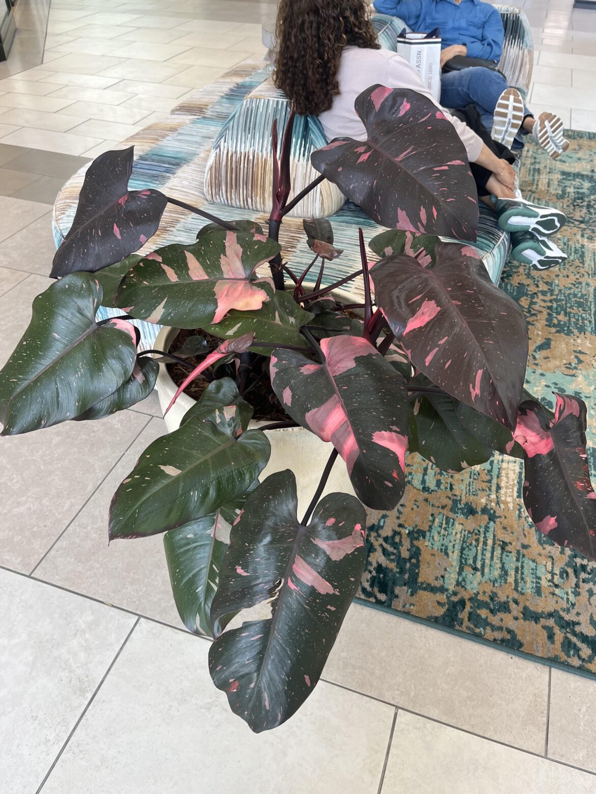 saw this massive PPP and my local mall!