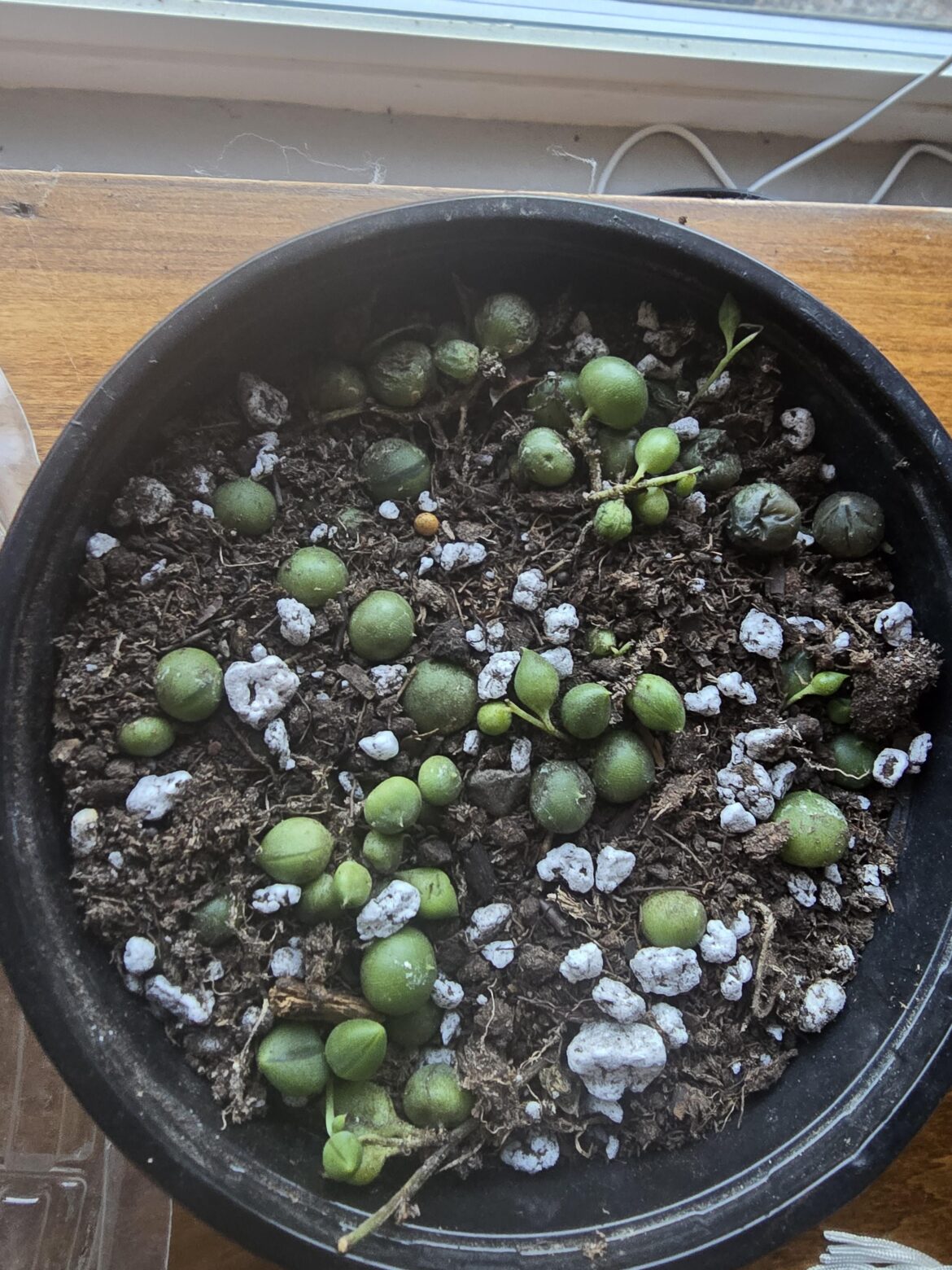 New to string of pearls