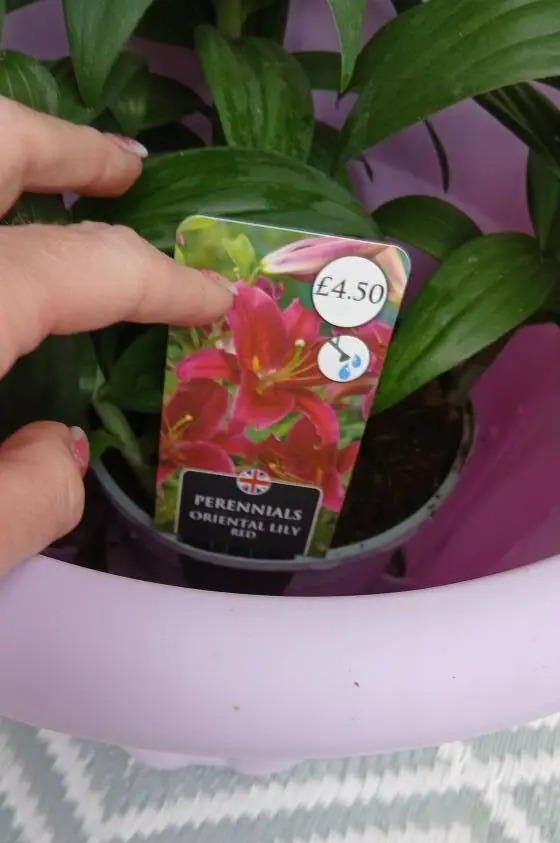 £4.50 red Oriental Lily in a purple pot.