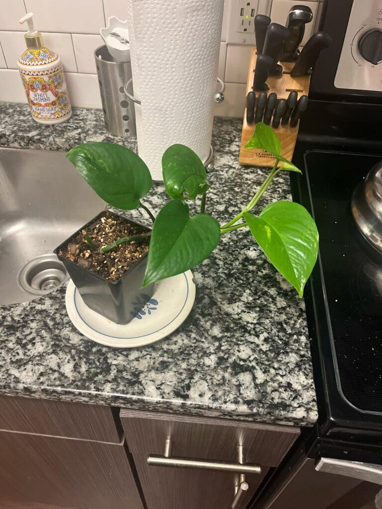 New pothos owner, I want it to grow more like a bush rather than one vine New pothos owner, I want it to grow more like a bush rather than one vine