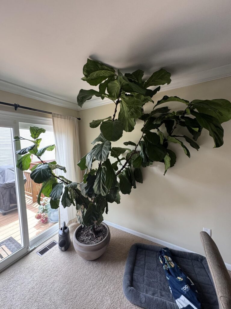 Advice on Pruning?