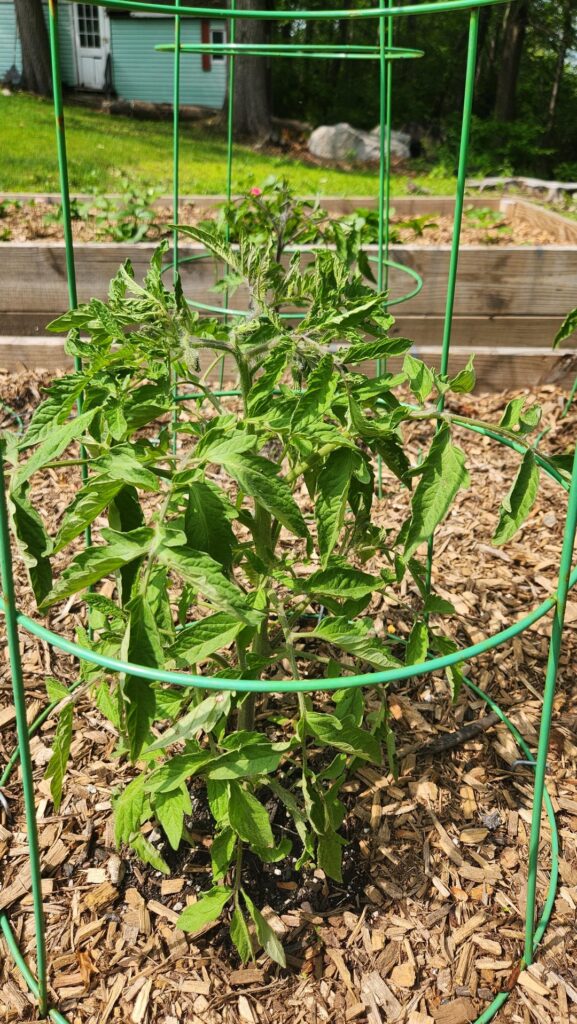 Leaf curl and strange new growth on Purple Cherokee tomato?