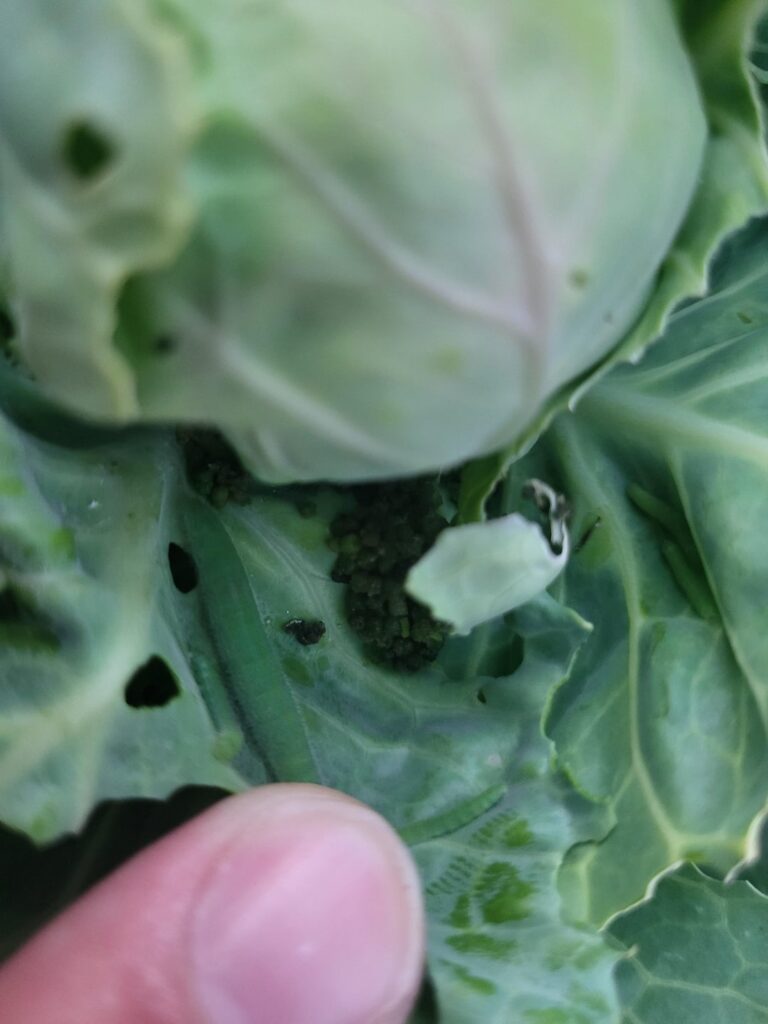 Green mystery balls in my cabbage? Chicago, IL area