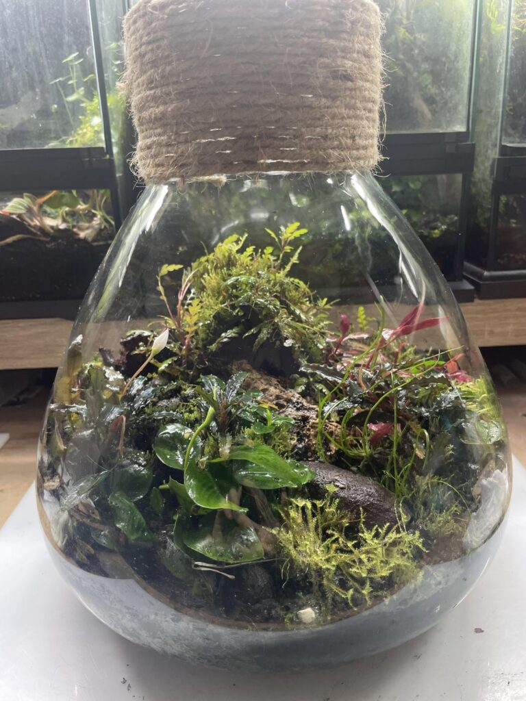 3 years old vivarium with flowering anubias and bucephalandra, home to cristarmadillidium maculatum isopodops ( crystal pineapple)