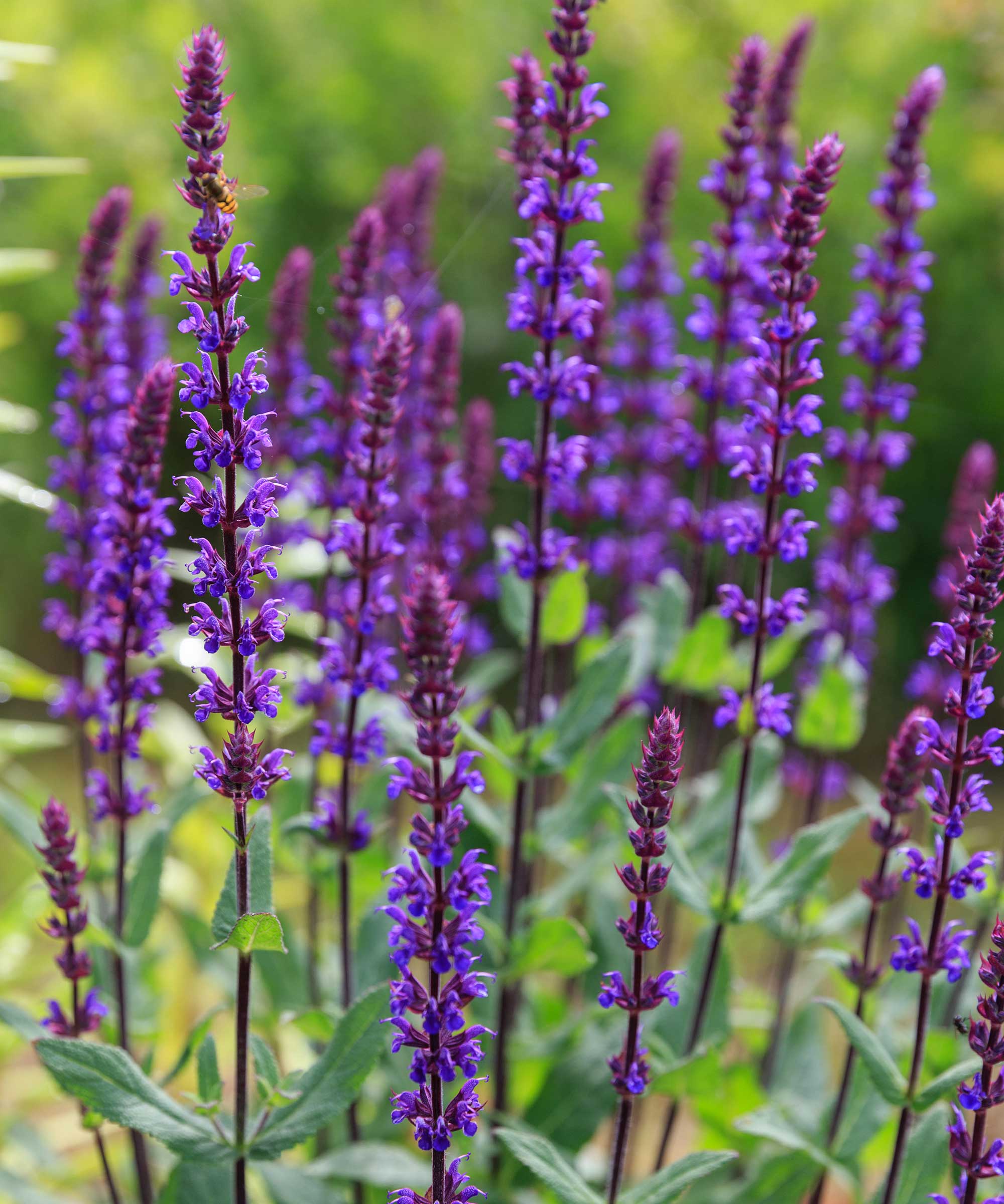 Salvia nemorosa 'Caradonna'