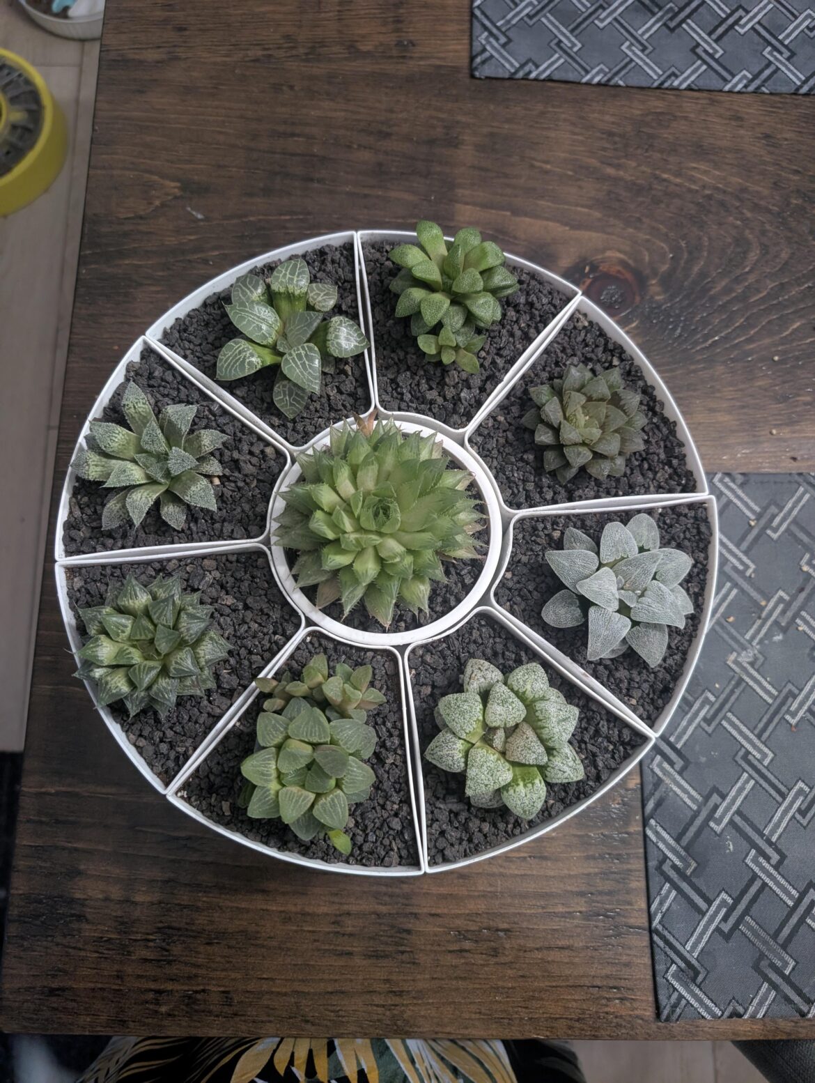 I just wanted to show off my planter I just got! I'm used to have my haworthias in plastic pots and they thrive in plastic, my substrate is very fast drying and rot was never a problem, so don't panic lol I just think it looks so good and I have 2 others of those planters to fill !