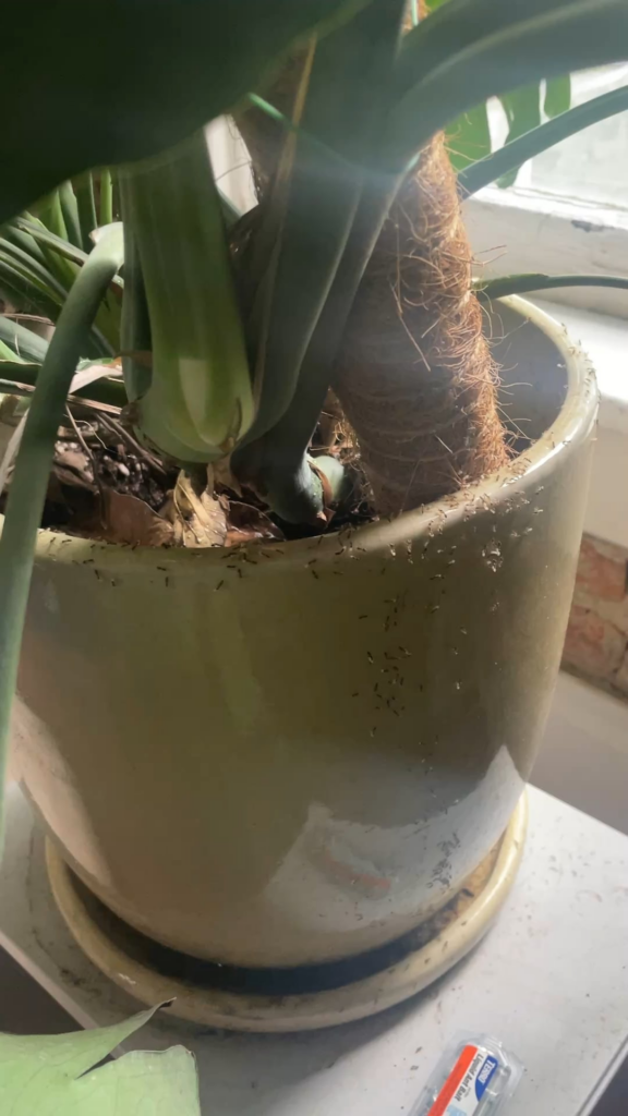 Ant colony in my Monstera pot