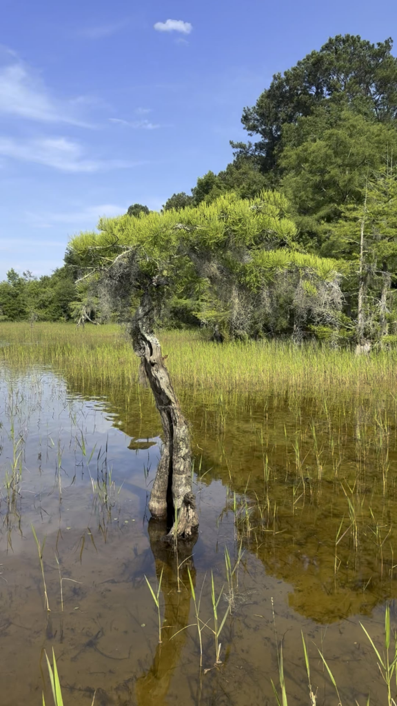 I will NOT be collecting this, but this is the most pot-ready pond cypress of collectible scale I have ever seen. I will NOT be collecting this, but this is the most pot-ready pond cypress of collectible scale I have ever seen.
