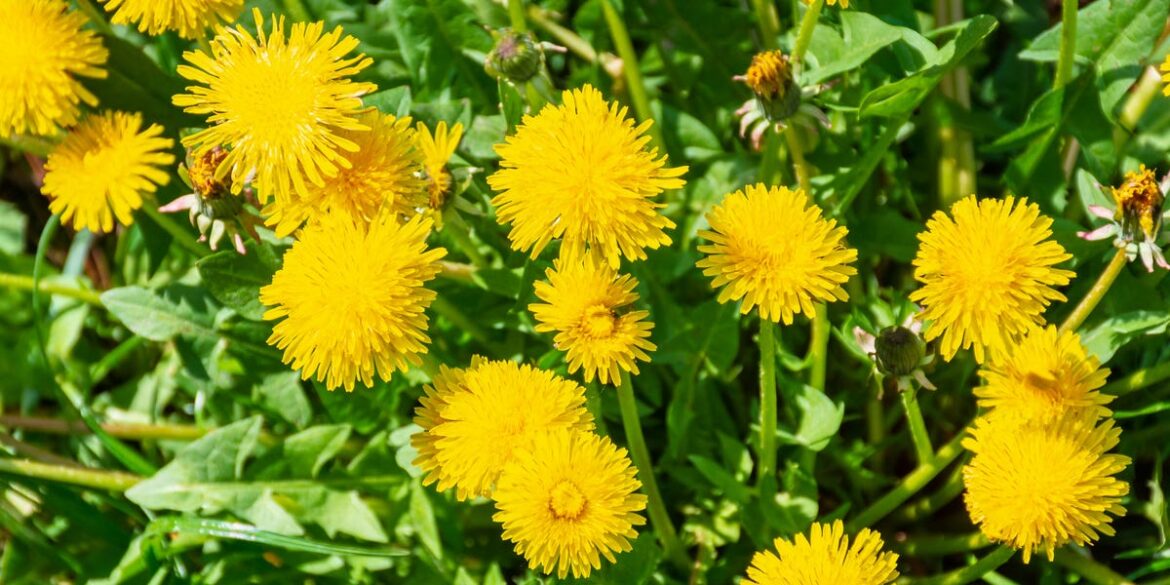 Keep Dandelions Off Your Lawn For Good With These 5 Preventative Tricks Whether to Grow, Eat or Get Rid