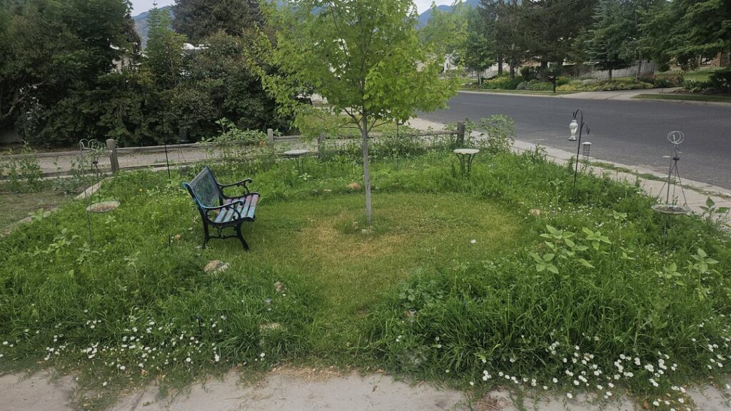 Tore up our side yard and put a food garden and pollinator garden. We want to Clover the grass circle here. Which clover should we consider? Zone 6b Temps go from -20° Winters to 110° dry hot summers. Watered regularly with the flowers but the grass is still never happy. Love watering the desert...