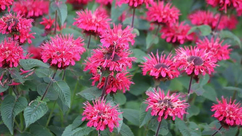 Closeup of the striking red flowers on bee balm