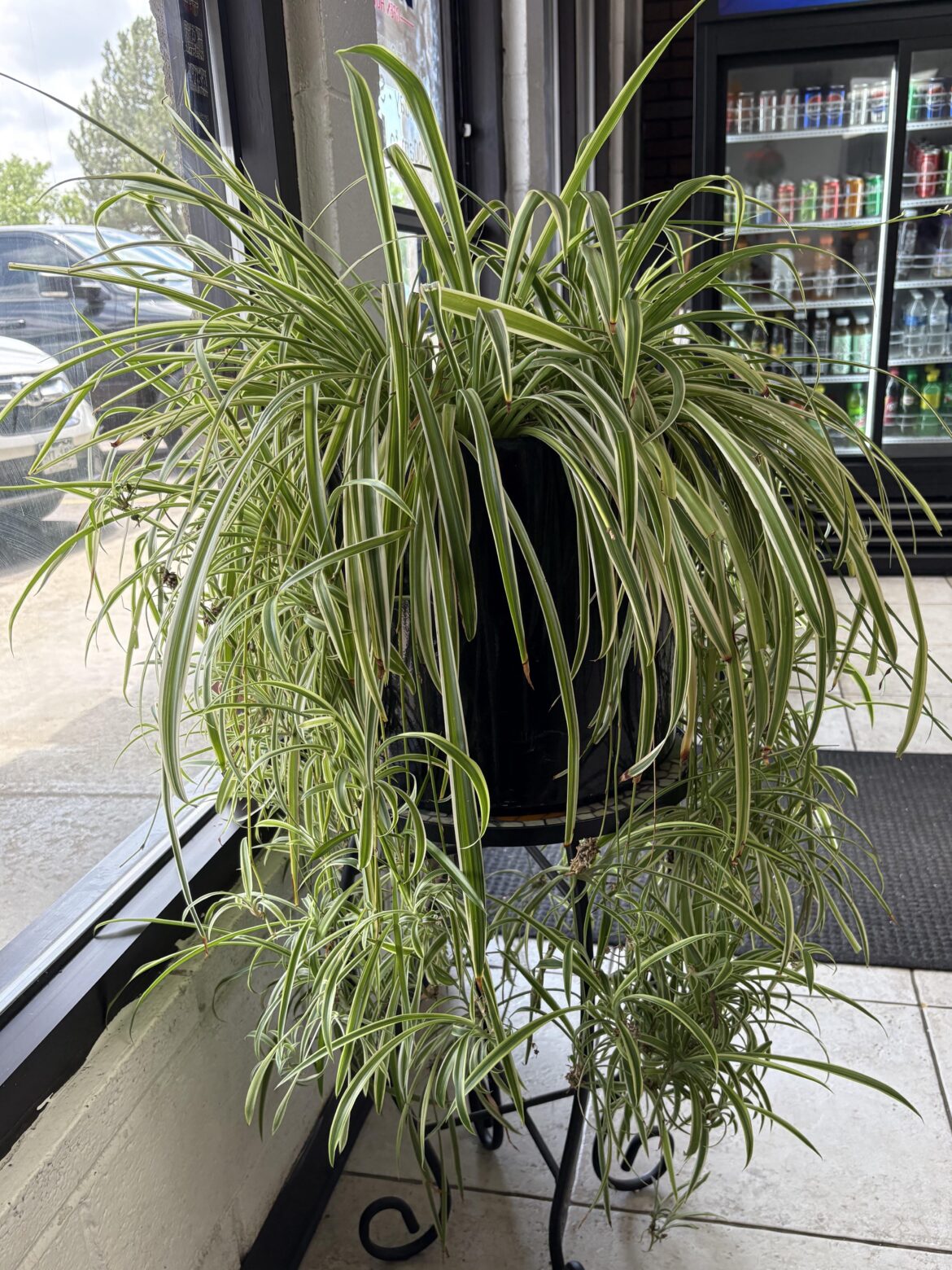 The local deli’s spider plant and her million babies