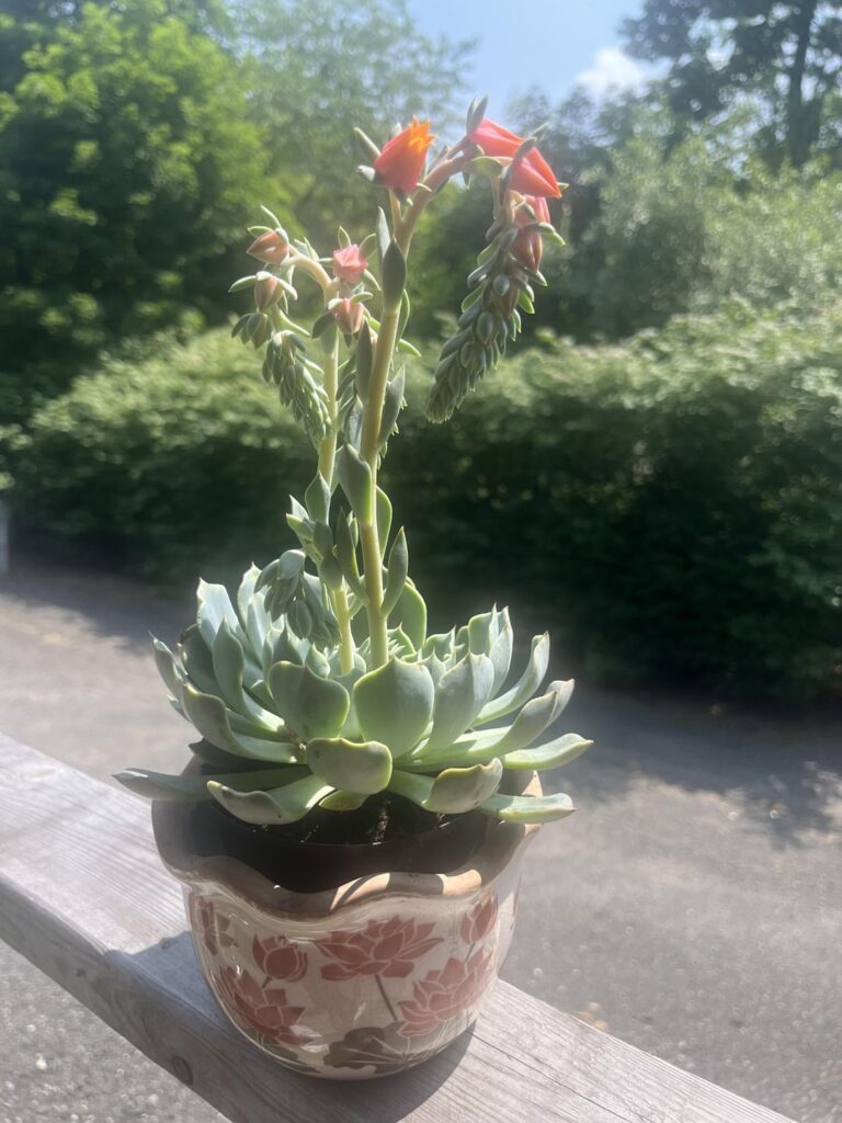 Took all my plants outside for a good watering. My babies are beautiful 🥹