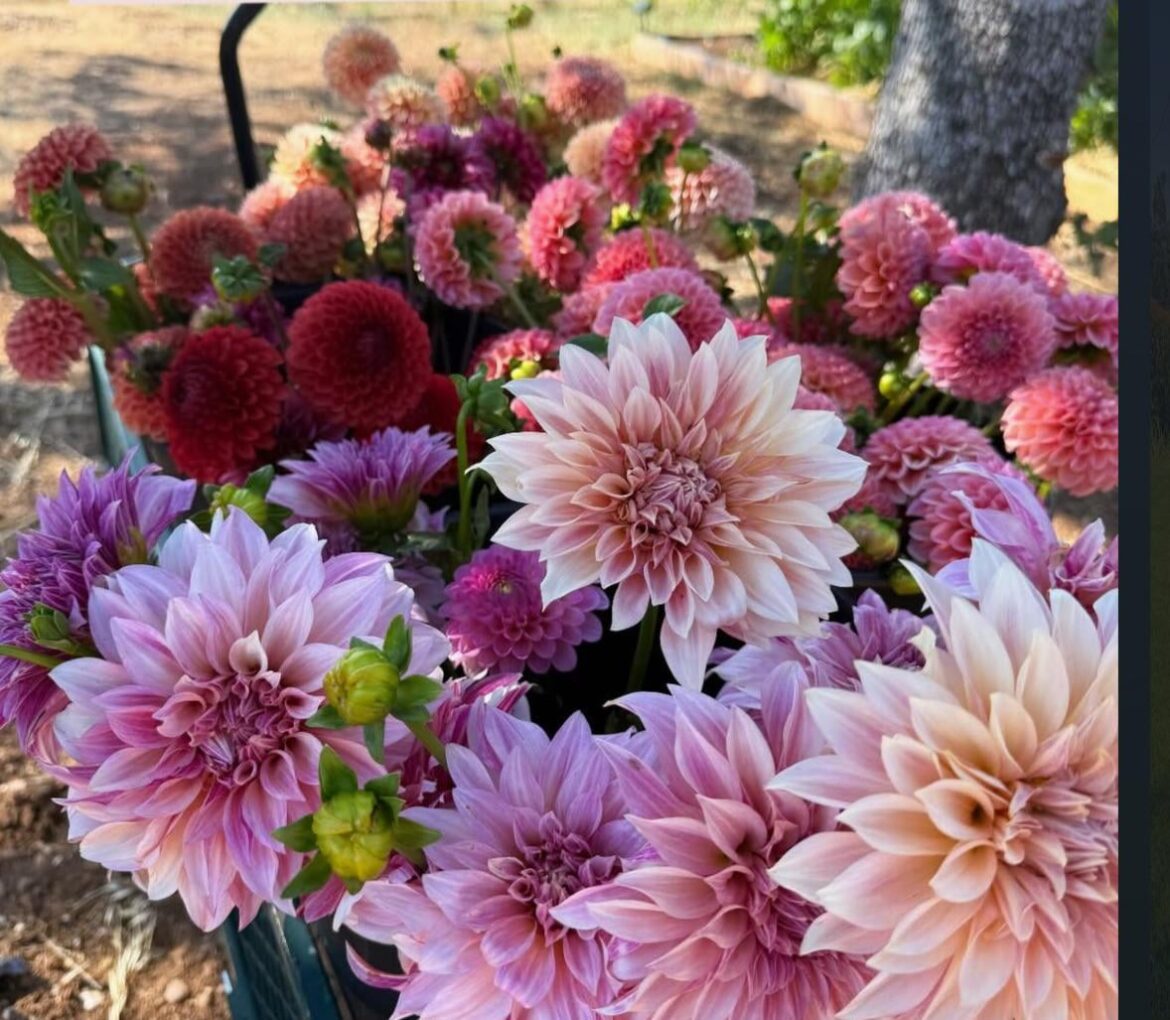 What are your most prolific high dollar rare/unicorn varieties?