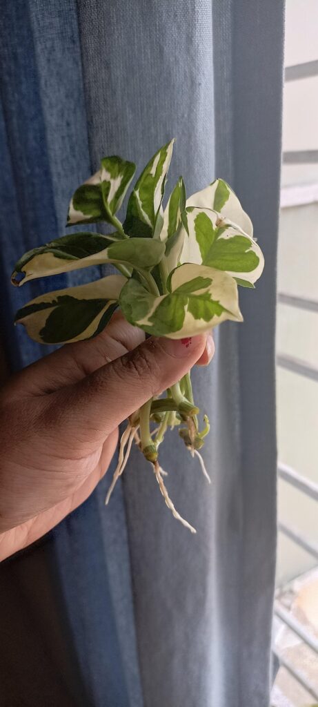 Prop success in two weeks!