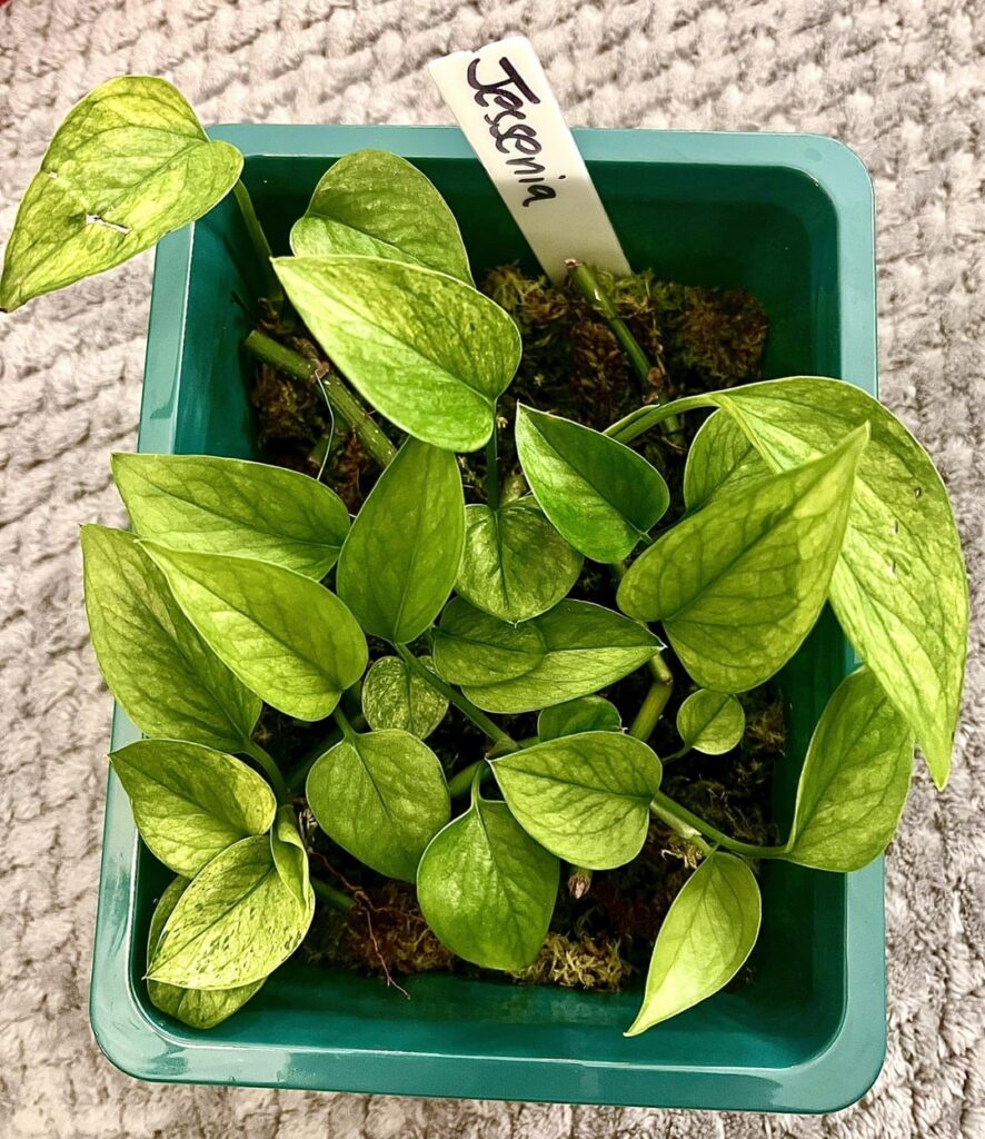 First Prop Box a Great (and low-effort!) Success 😍