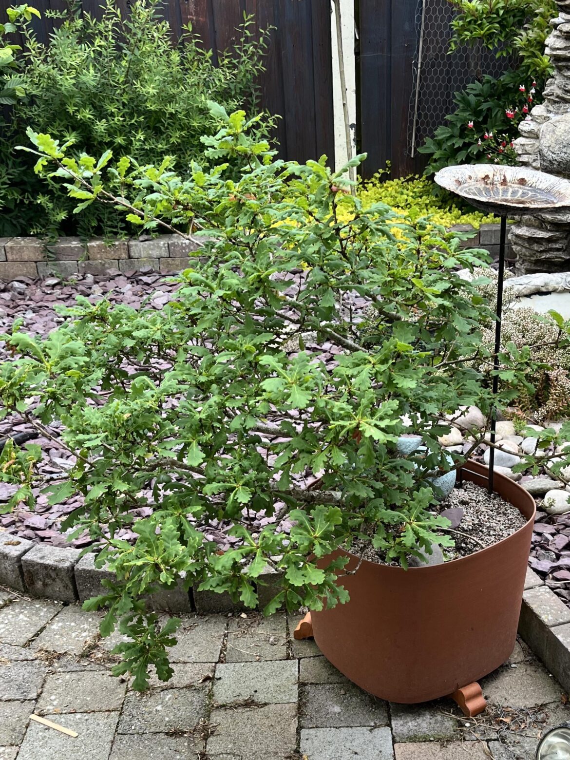 My very small 35 year old Oak.