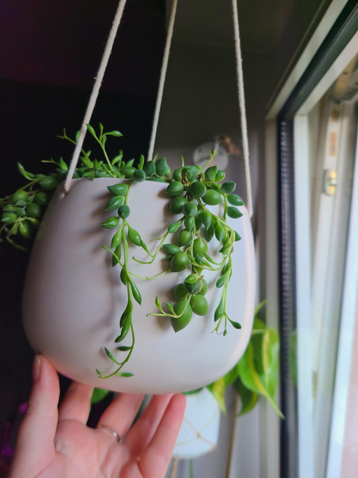 String of...?