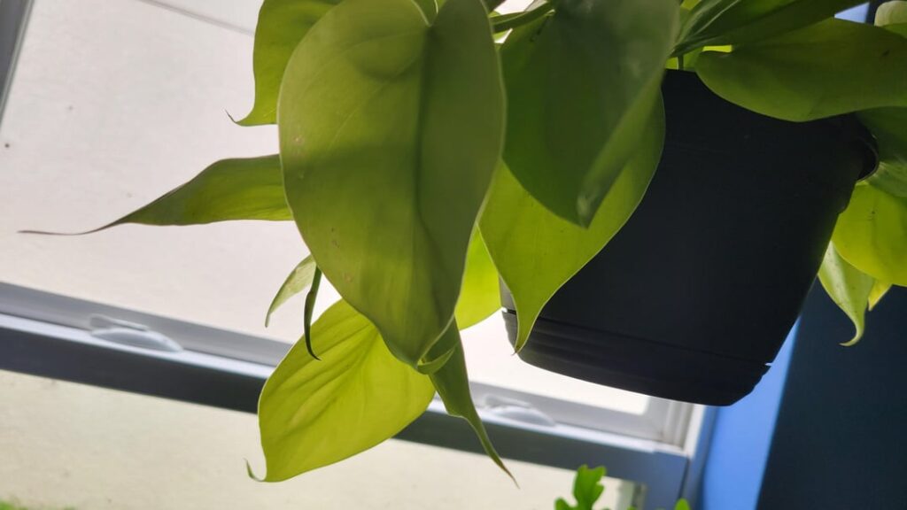 What is it?