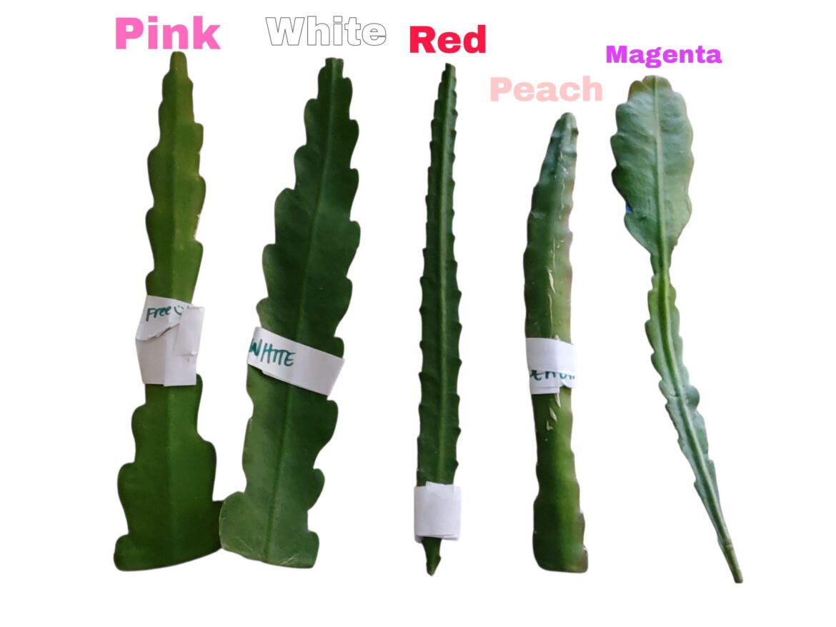 - Just Got These Epiphyllum Cuttings, What's The Best Way To Propagate Them?