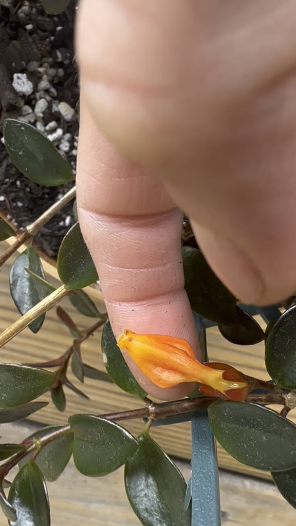 My goldfish is goldfishing! 😊