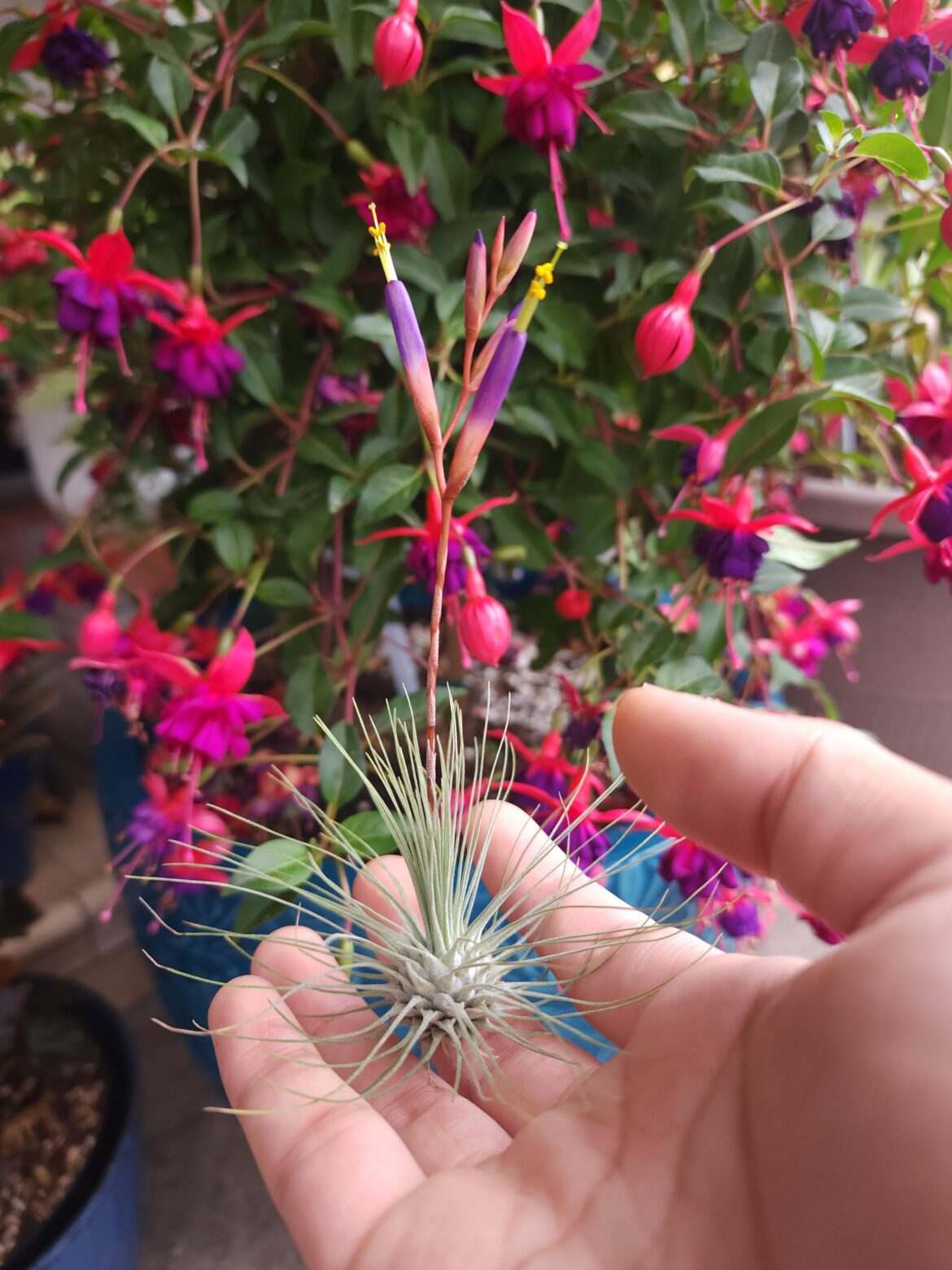 Tillandsia fuchsia in bloom