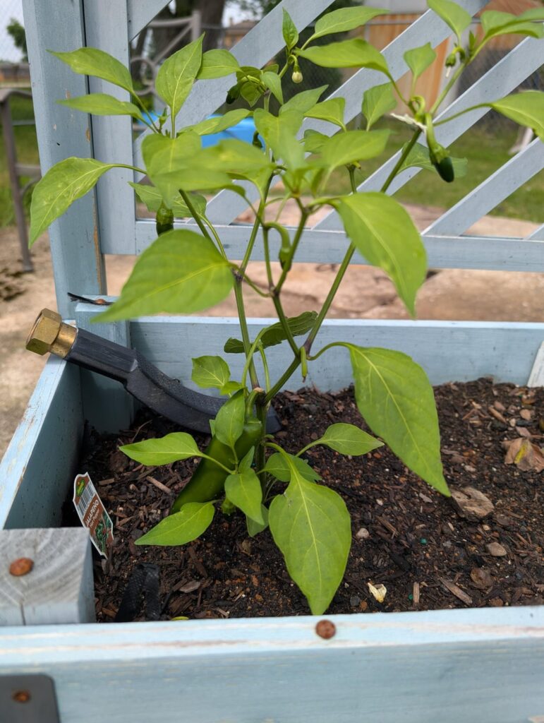 How do I know when these Jalapeños are ripe? How do I know when these Jalapeños are ripe?