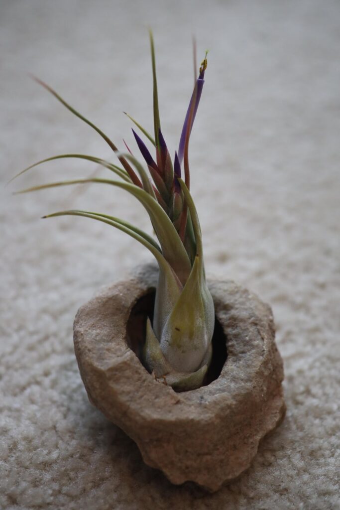 My air plant is blooming!