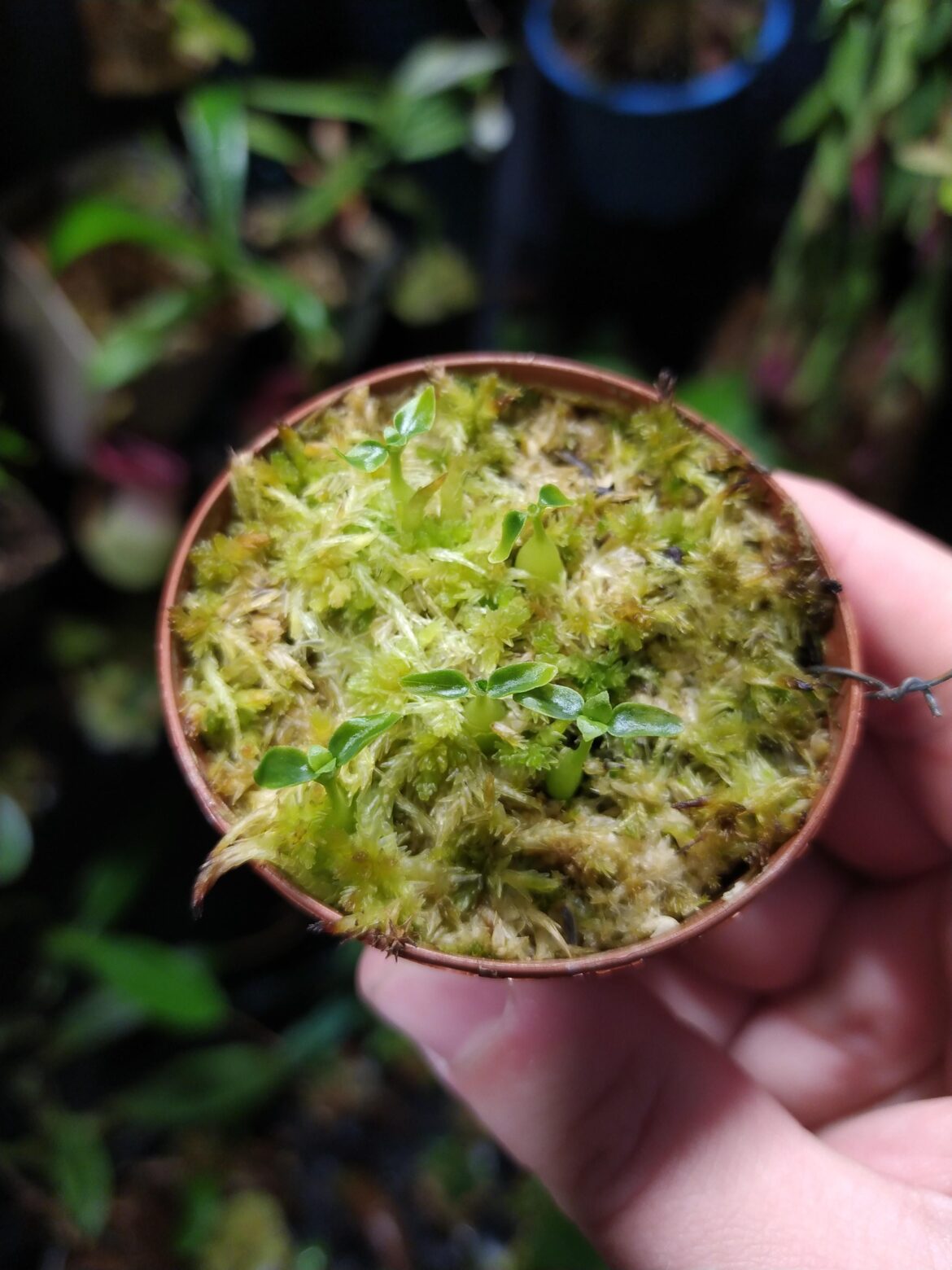Hydnophytum seedlings