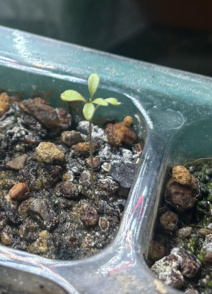 Commaphora Namaensis (seedling)