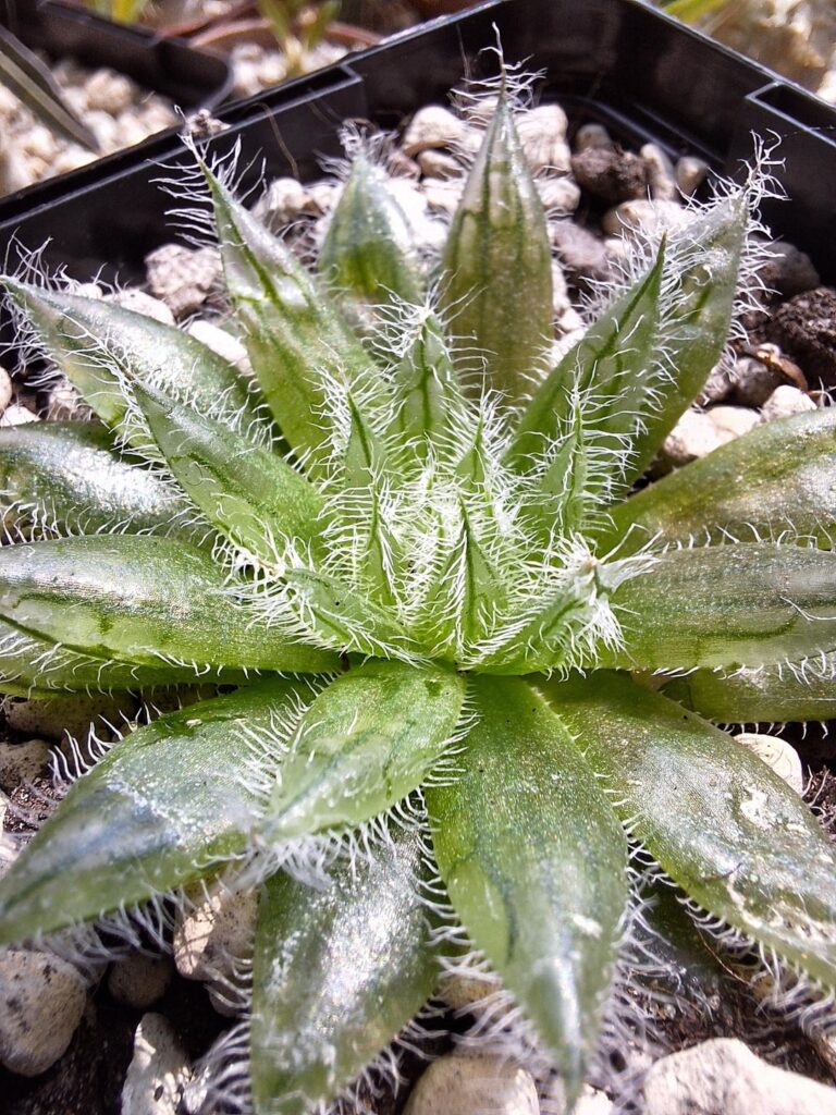 Cooperi var isabellae "lachnosa aff" 1yo seedling just repotted. Most hairy species from last year batch