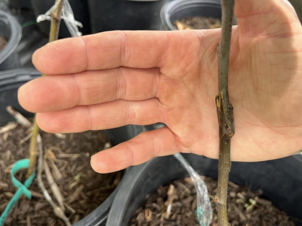 Feedback on first time apple grafts! Feedback on first time apple grafts!