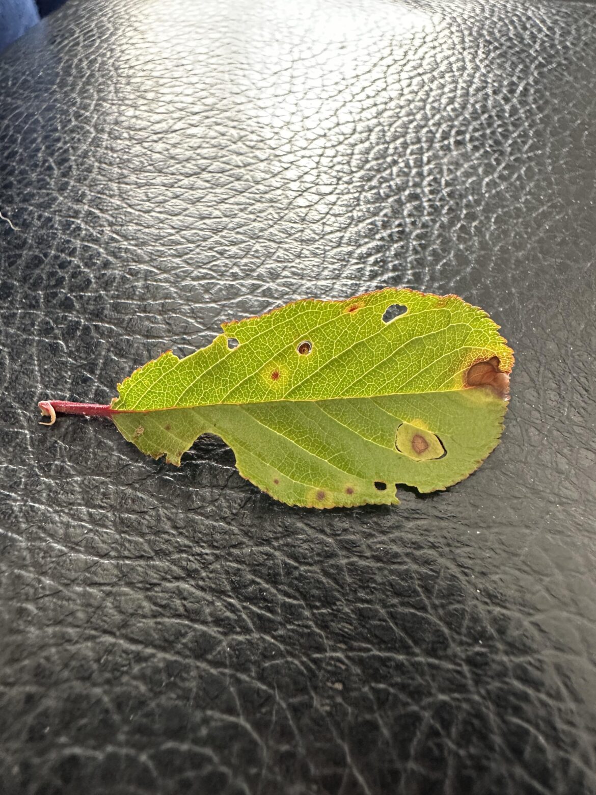 Prunus cerasifera ‘Princess’ tree with yellow spots on leaves. Prunus cerasifera 'Princess' tree with yellow spots on leaves.