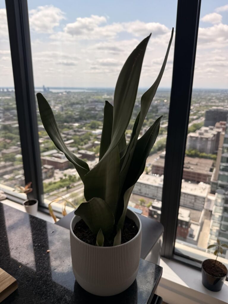 My snake plants is having a lot of babies. HELP My snake plants is having a lot of babies. HELP