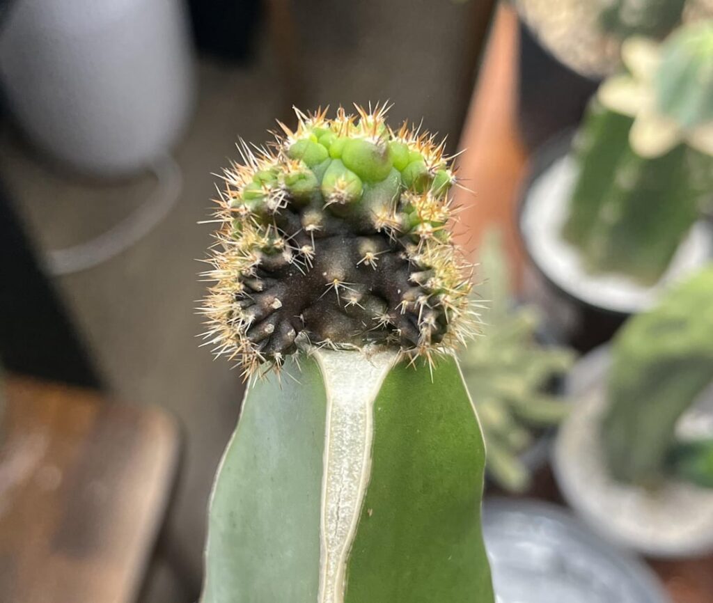 16 days difference, Olivia x MP Scop on Hylocereus
