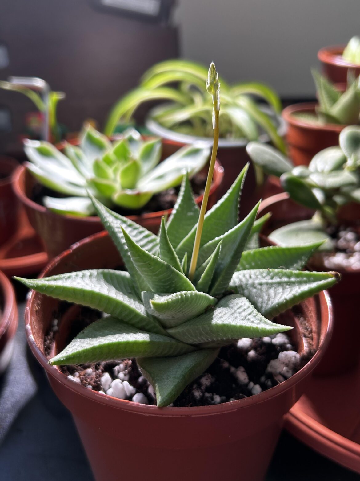 What will encourage my Limifolia to flower?