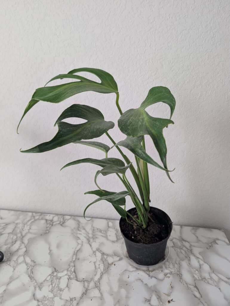 Burle Marx Flame came with three fenestrated leaves! Burle Marx Flame came with three fenestrated leaves!